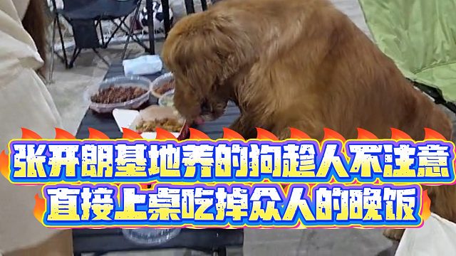 【集梦张开朗【233】】张开朗基地养的狗趁人不注意，直接上桌吃掉众人的晚饭