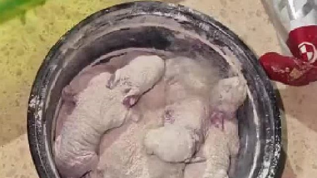 将刚出生的免子要满白色粉末，搅拌均匀后夹出放在盘里