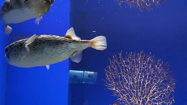 海洋馆海关