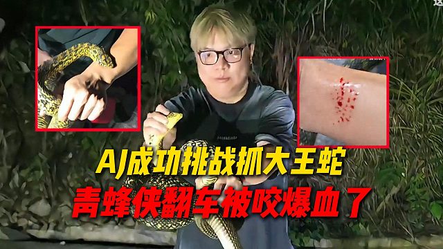 AJ成功挑战抓超长大王蛇，结果青蜂侠翻车被咬一大口直接爆血，节目效果拉满了
