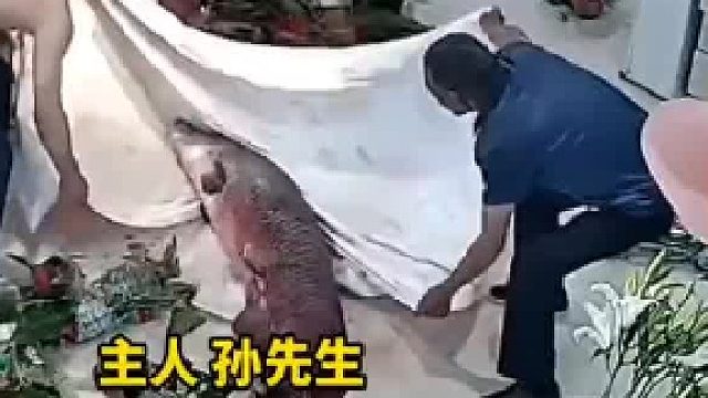 养了6年多，价值5万多，身长1米65的大鱼，突然从鱼缸跳出