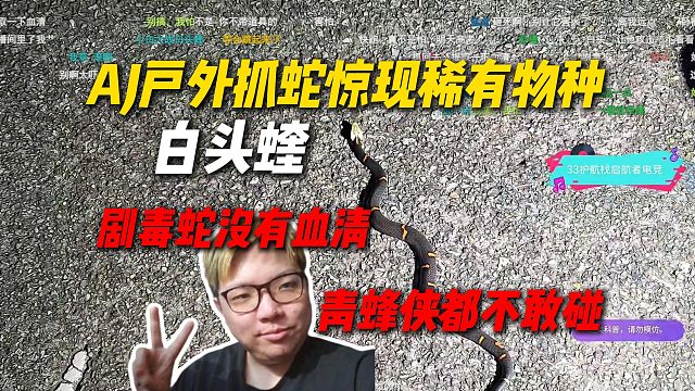 AJ户外抓蛇惊现稀有物种喜马拉雅白头蝰，有剧毒并且没有血清，连青蜂侠都不敢用手抓
