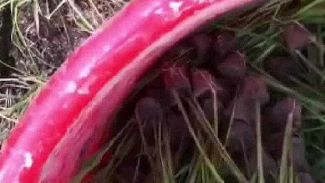 男子回家栽水稻，直接把水稻抛在田里面，男子：我一人一天就能种十几亩