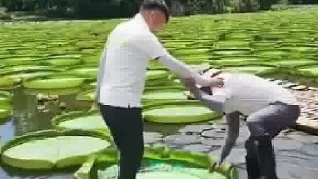 男子到云南游玩体验坐王莲，结果刚站上去就要下沉