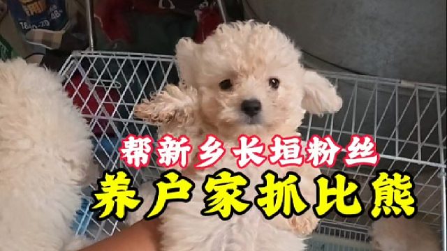 帮新乡长垣粉丝，去养户家挑比熊！让咱新手养狗少走弯路不踩坑！