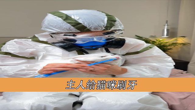 主人给猫刷牙