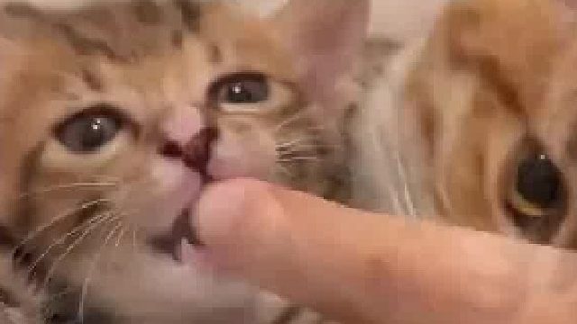小奶猫咬主人的手，大猫立马制止教育小猫，大猫：我可知道她脾气，你最好老实点​