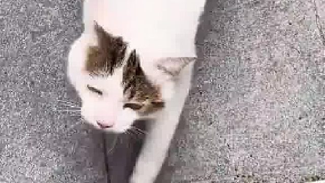 小狗邀请小猫玩，小猫以为小狗凶它，委屈巴巴找小狗主人告状​