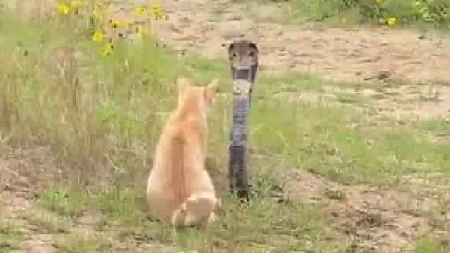 网友拍到狸花猫与眼镜蛇正面对峙，眼镜蛇屡攻不中后扭头离开