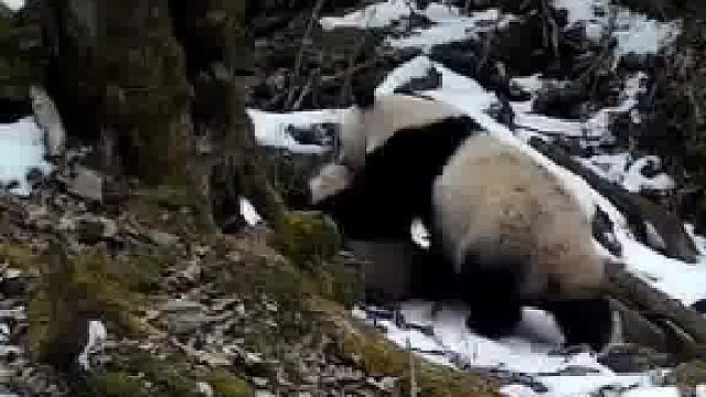 野生大熊猫带崽的画面，小小的奶团子被妈妈叼着走，好可爱