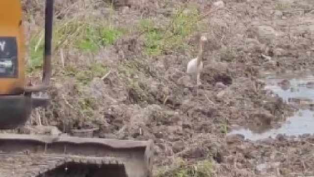 这些小鸟就跟随挖掘机，网友说他们现在叫挖机鹭