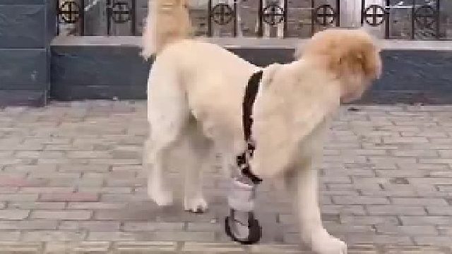 主人为断腿的狗狗装上假肢
