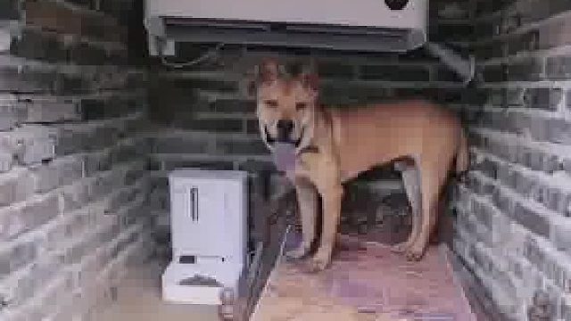 过得还不如一条狗