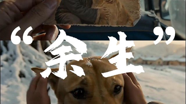 你以为只是一次短暂的离别，却不知那是它用尽全力的余生