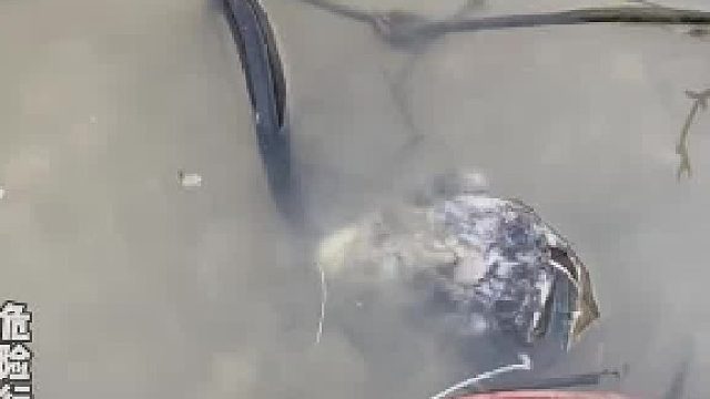 用手去薅手中的藤蔓，摆尾的那一刻我才知，手被鱼刺扎了一下