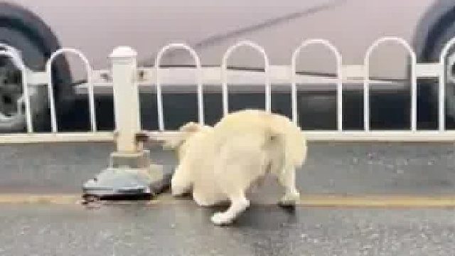 拉布拉多过马路不走寻常路，撅屁股硬钻隔离栏就是不跳