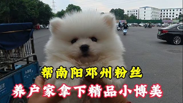 周三开封狗市，帮南阳邓州粉丝完成养宠心愿！让新手避坑不走弯路