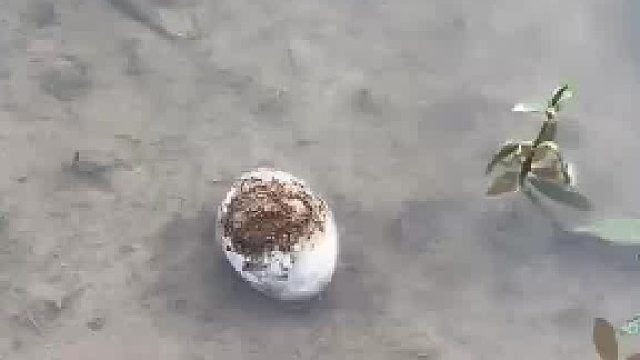 户外偶遇的荒蛋第一剪奔着流心第二剪实属无心