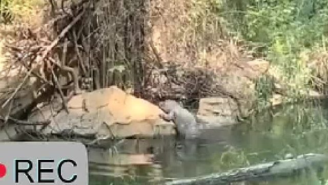 这只扬子鳄我可以笑一天， 扬子鳄没爬上石头被游客嘲笑