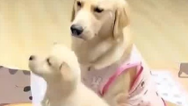 小狗训练时不小心掉下椅子，掉下去那一刻，狗妈妈好心疼​