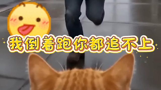 防火防盗防橘猫