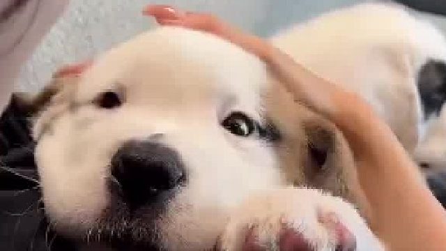 当小狗睡觉时被主人摸了一下头…