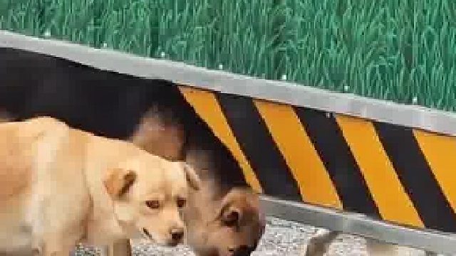 人教狗教不会，狗教狗一教就会​