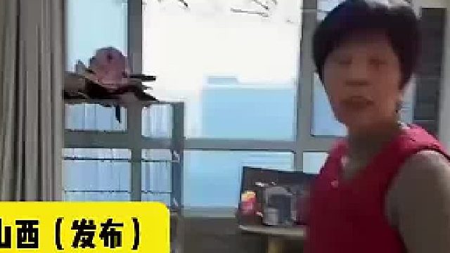 竟花4万块钱买袋鼠？妈妈得知后灵魂拷问：咱还过不过日子了