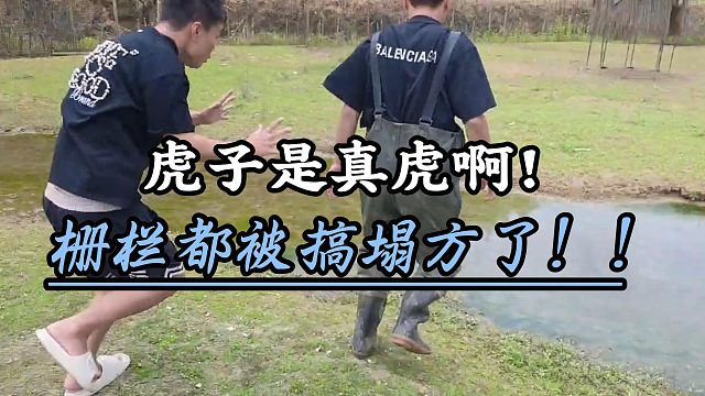 虎子是真的虎啊!两人把栅栏都搞塌方了!