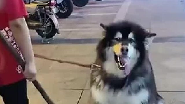 狗狗出门就不想回家，主人跟狗狗商量回家吹空调 喝牛奶，“狗子