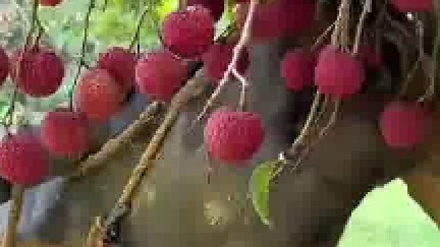 荔枝牛肉​