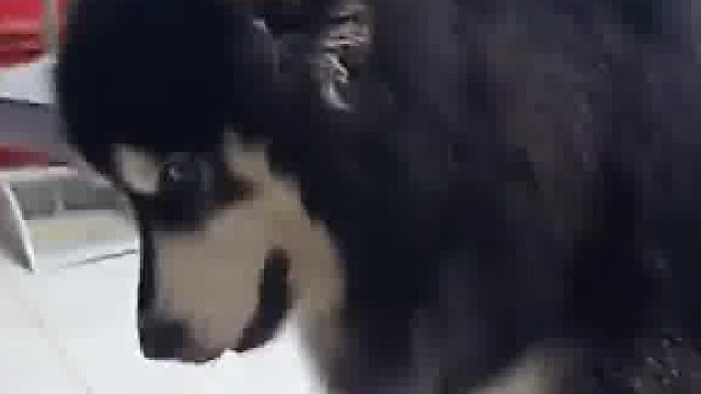 跟狗狗打闹没把控力度，一脚踹重让狗子愣住