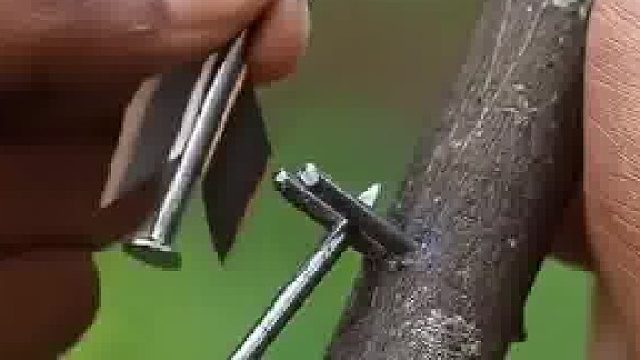 男子用树枝皮筋和钉子自制一把“弩”，发射钉子一瞬间玻璃杯应声而碎​