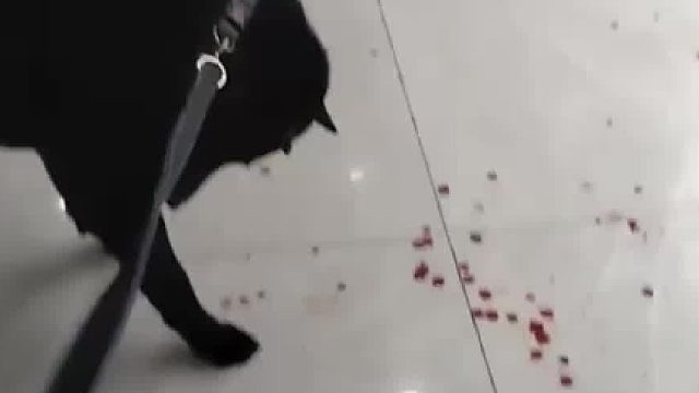 在小区牵绳遛狗被不牵绳的狗攻击，不牵绳的狗主人见自家狗输了，直接拿刀将女子家的狗捅伤了