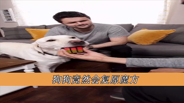 狗狗竟然会复原魔方