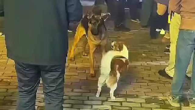 呵呵大小姐驾到：两只狗狗打架，还得是小女孩呀，能收拾自家狗狗