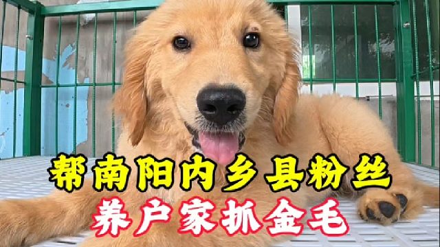 帮南阳内乡县粉丝，养户家抓金毛，大哥第一次养必须让他避坑避雷