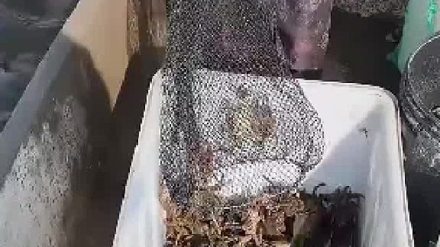 打网打上一条蛇，女生刚出声男子已经动手了