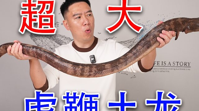 超大虎鞭土龙，又粗又长，应该不会吃自闭了