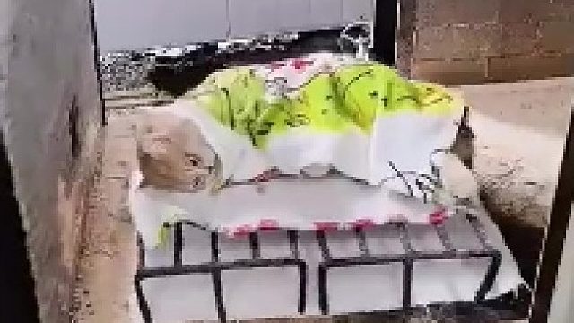 小猫生病离世主人送去火化，装进罐子随时陪在自己身边，“进去时那么大一只，出来怎么就这么点了”