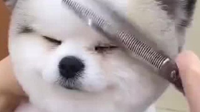 女孩舍弃花销十万的三年大专，专程到济南花三十天学宠物美容，现在剪狗一天7只一只180还需要排队