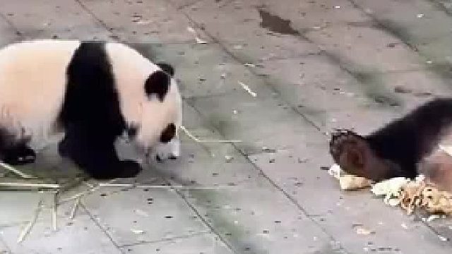 戏精上线！小月亮的演技可以进军内娱了~