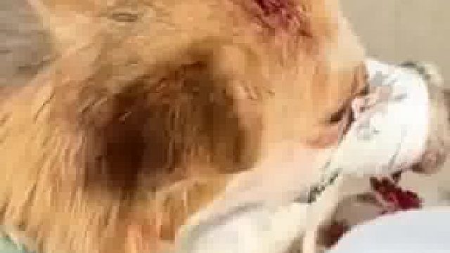 柯基吃食突然发疯咬主人，主人绑狗嘴防被咬扔肉车