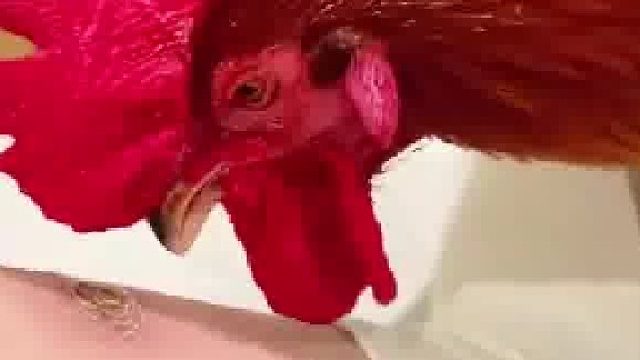 女生的伤口结痂了，没想到被她养的大公鸡啄了