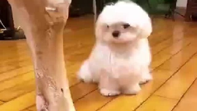 男子见店内超大筒骨询问售卖，表述不清遭误会，带回家狗狗竟嫌弃​