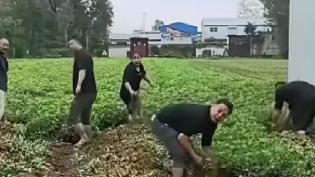 地里的花生被人误收，主人提醒后大家才反应过来，网友：应该等他们快扯完了再说