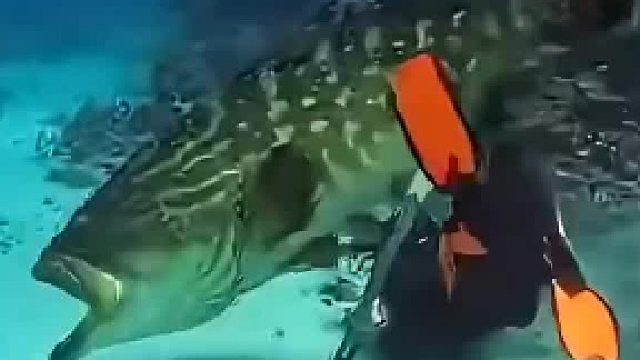 海底惊魂瞬间！巨石斑鱼突袭潜水员！
