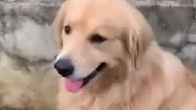 你是怎么忍住不打它，还拍视频的