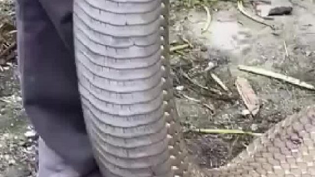 蛇的尺寸跟小腿一样粗，好夸张