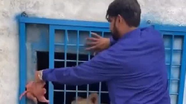 投喂狮子吃肉 开门瞬间狮子一把抓住他的手 正要下口咬时 男子奋力挣脱开了狮子的爪子